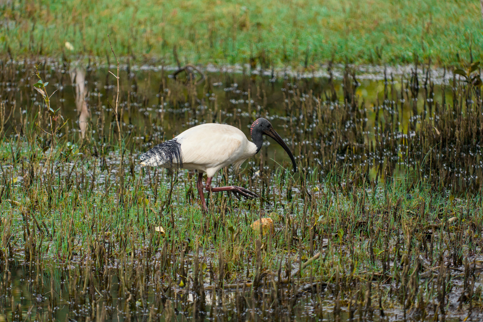 Ibis with red spots on the back of its neck carefully walking through muddy land.